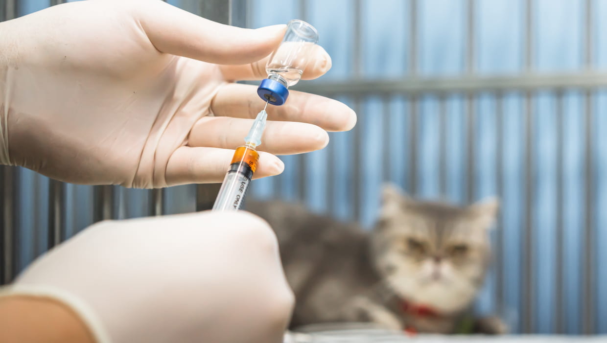 Vacina para Gatos