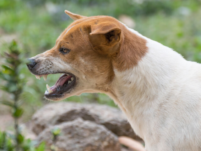 Cachorro branco e marron com expressão de raiva furiosa