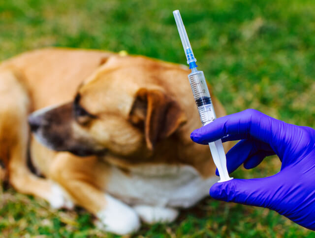 Vacina - Raiva Canina