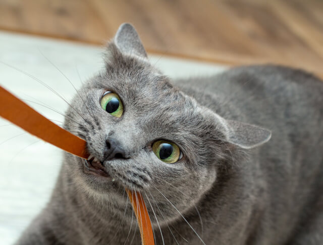 gato cinza puxando um cinto com cara de bravo