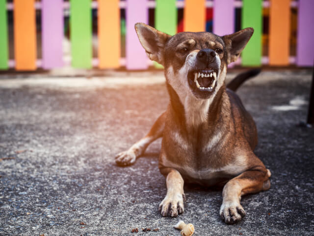 Cachorro escuro raivoso com dentes enormes aparentes
