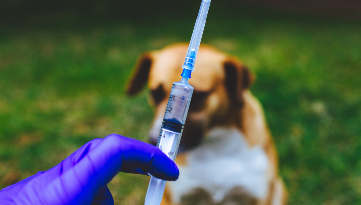vacinas para cachorro