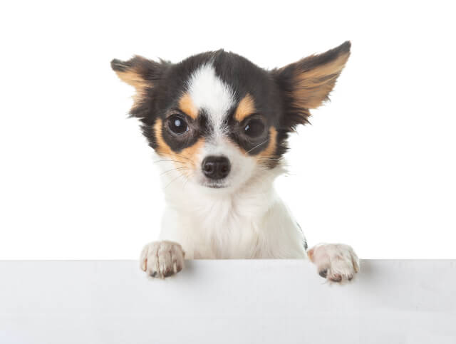 Raça de Cachorro Pequeno - Chihuahuaua