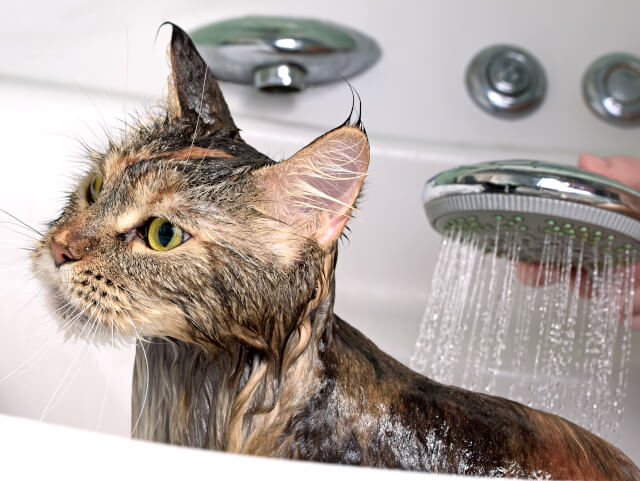 Aprender dar banho em gato