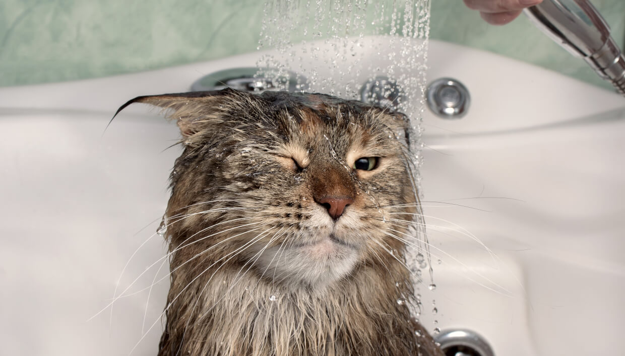 Dicas para dar banho no gato