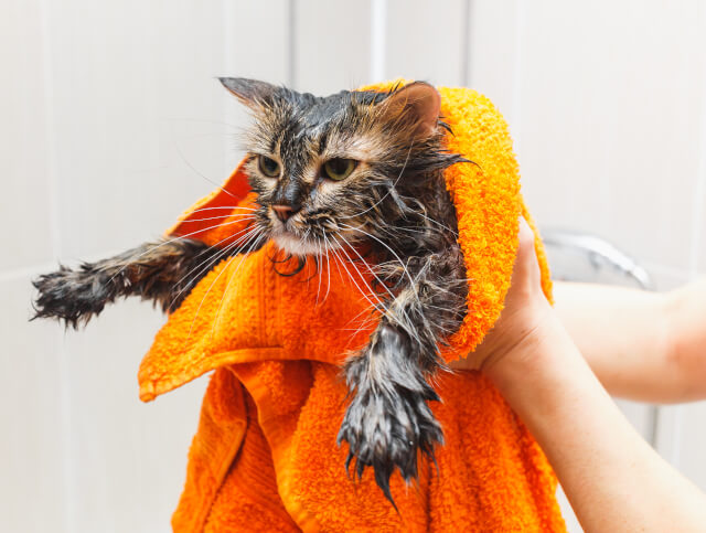 Seque o gato com uma toalha 