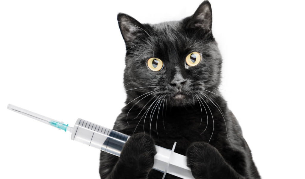 Veja Como dar remédio para gatos