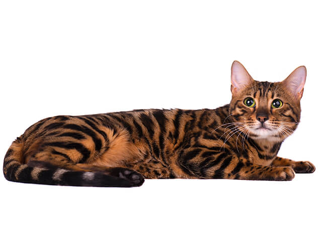 Raças de Gato- Bengala - gato tigre