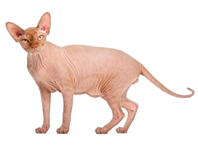 Raças de gato- gato pelado