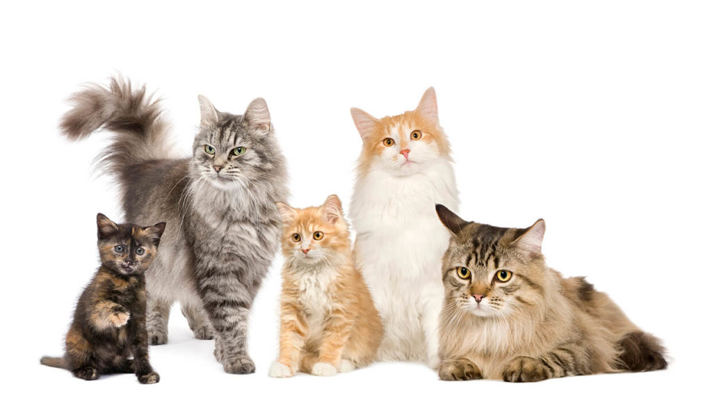 Raças de gato as top 20 que você precisa conhecer Paixão Animal