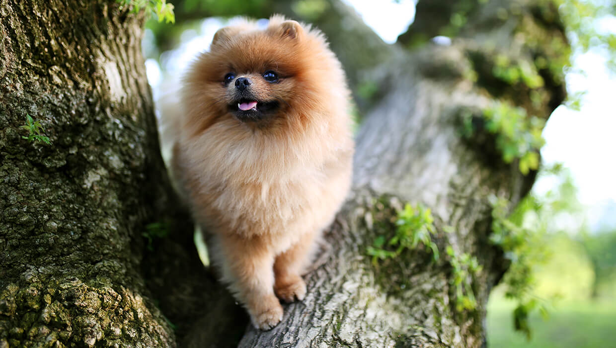 Spitz Alemão principais características dessa raça Paixão Animal Spitz Alemão principais características dessa raça Paixão Animal