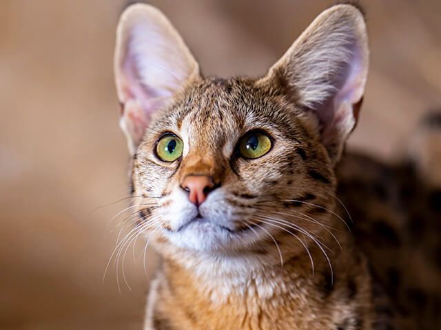 Savannah - um dos mais belos gatos exóticos