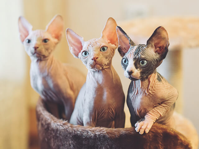 Sphynx - gatos exóticos