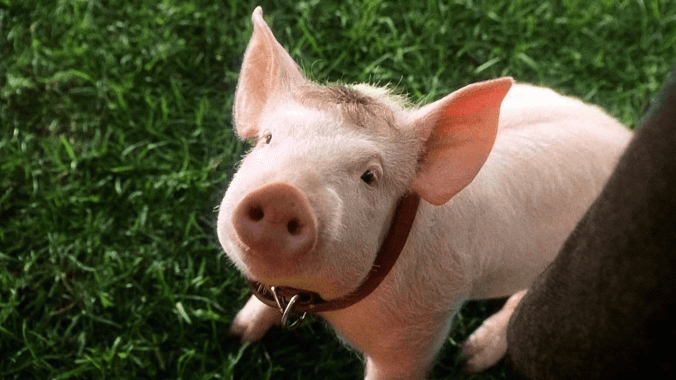 Filmes com animais: Babe – O Porquinho Atrapalhado