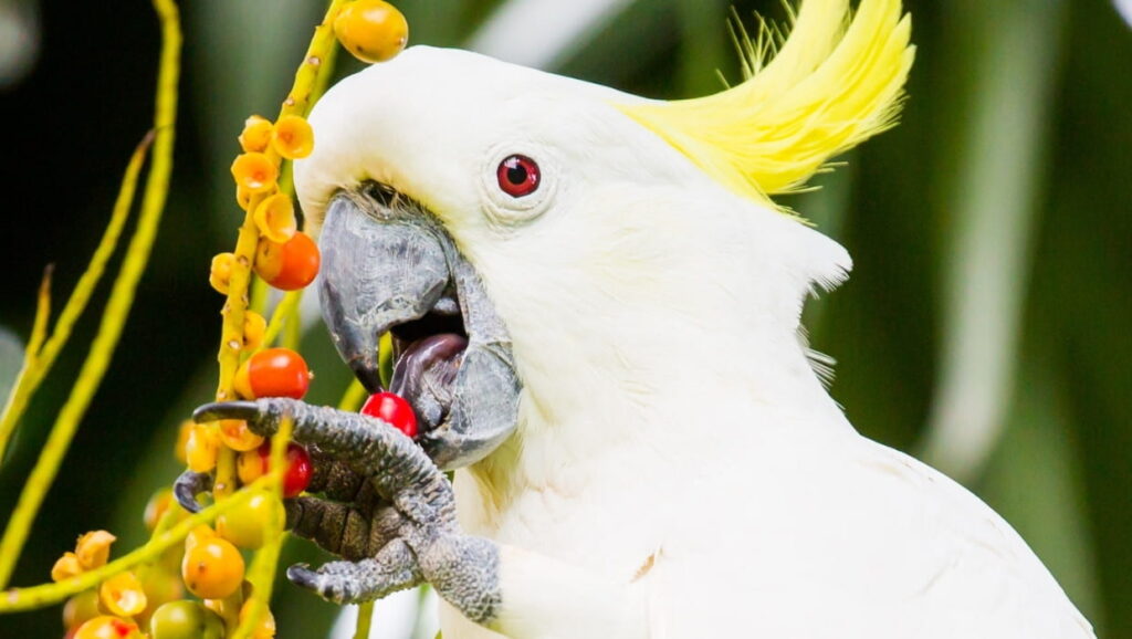 Imagem de uma Cacatua de estimação, em um fundo verde ela está comendo frutinhas vermelhas. imagem destaque usada em artigo do site Paixão Animal preço e principais características