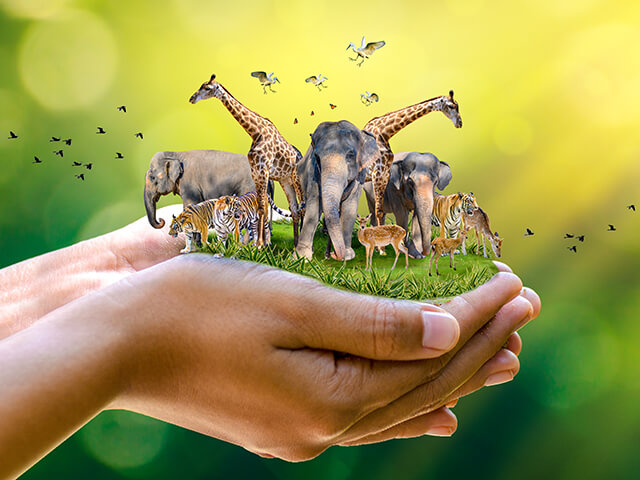 O que devo saber antes de ter Animais exóticos de estimação