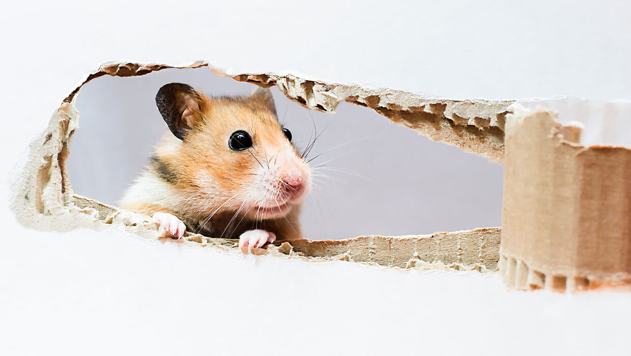 Hamster curiosidades, cuidados e principais raças Paixão Animal