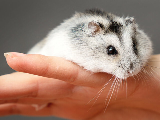 Hamster - Animais exóticos de estimação