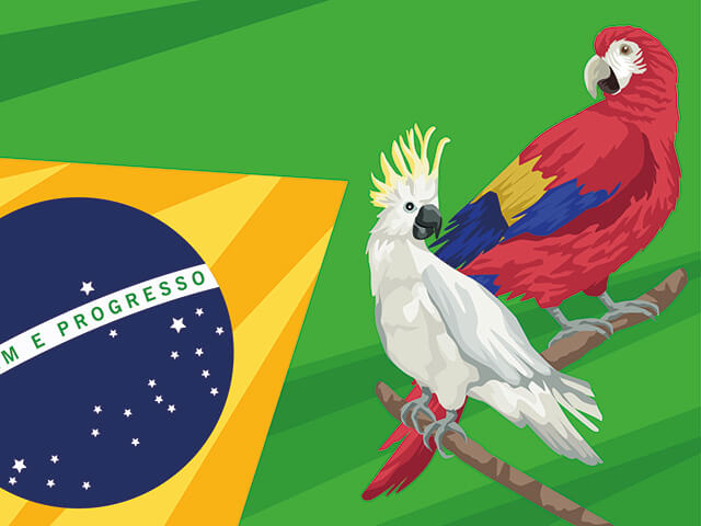 Como ter Animais exóticos de estimação