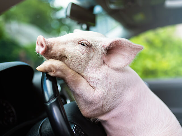 mini porco apoiado no volante de um carro, passa a impressão engraçada que eles está adestrado a dirigir.