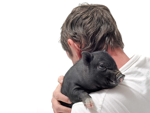 Mini porco preto no ombro de um jovem homem