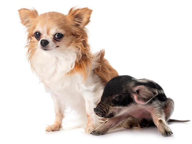 cachorro peludo e um mini porco 