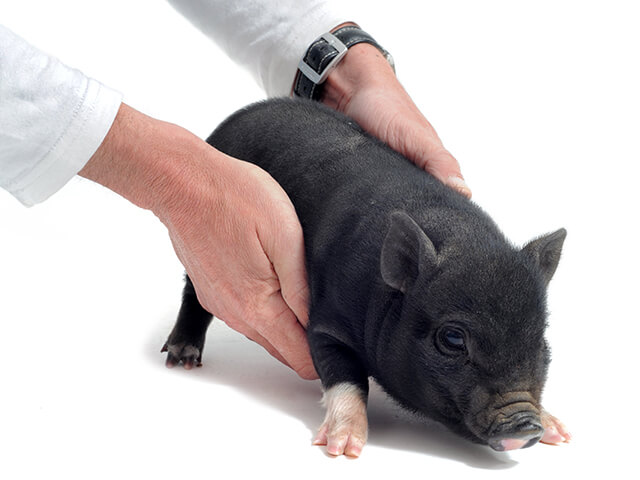 Mão masculina segurando um mini porco preto
