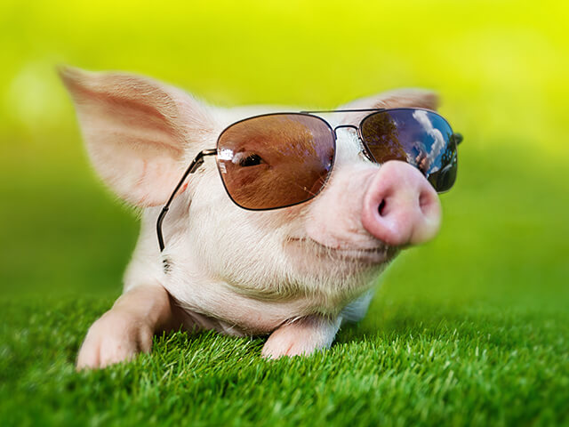 Mini porco fofo de óculos
