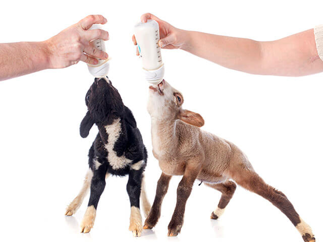 Filhotes de ovelhas se alimentando na mamadeira por mãos humanas