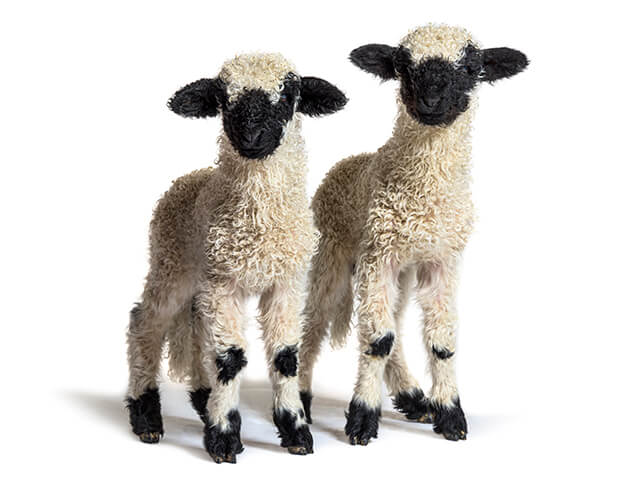 Duas ovelhas brancas com o rosto manchado em preto em pé lado a lado. 