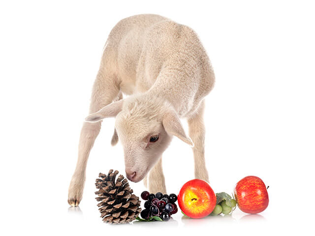 ovelha se alimentando de frutas 