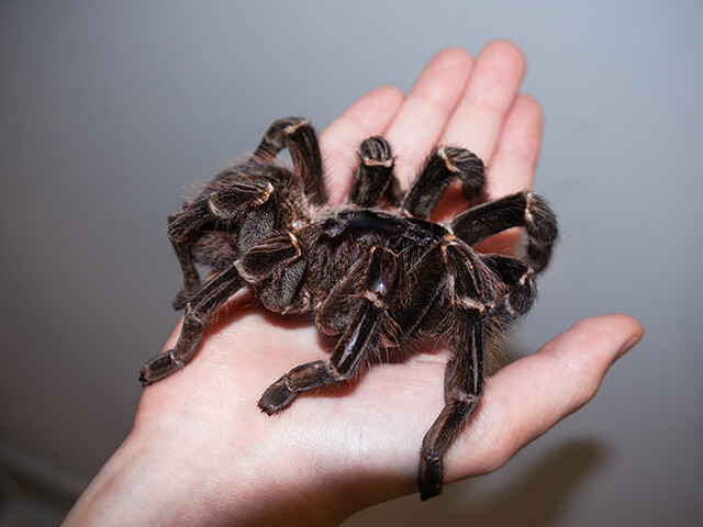 Tarantula - Animais exóticos de estimação