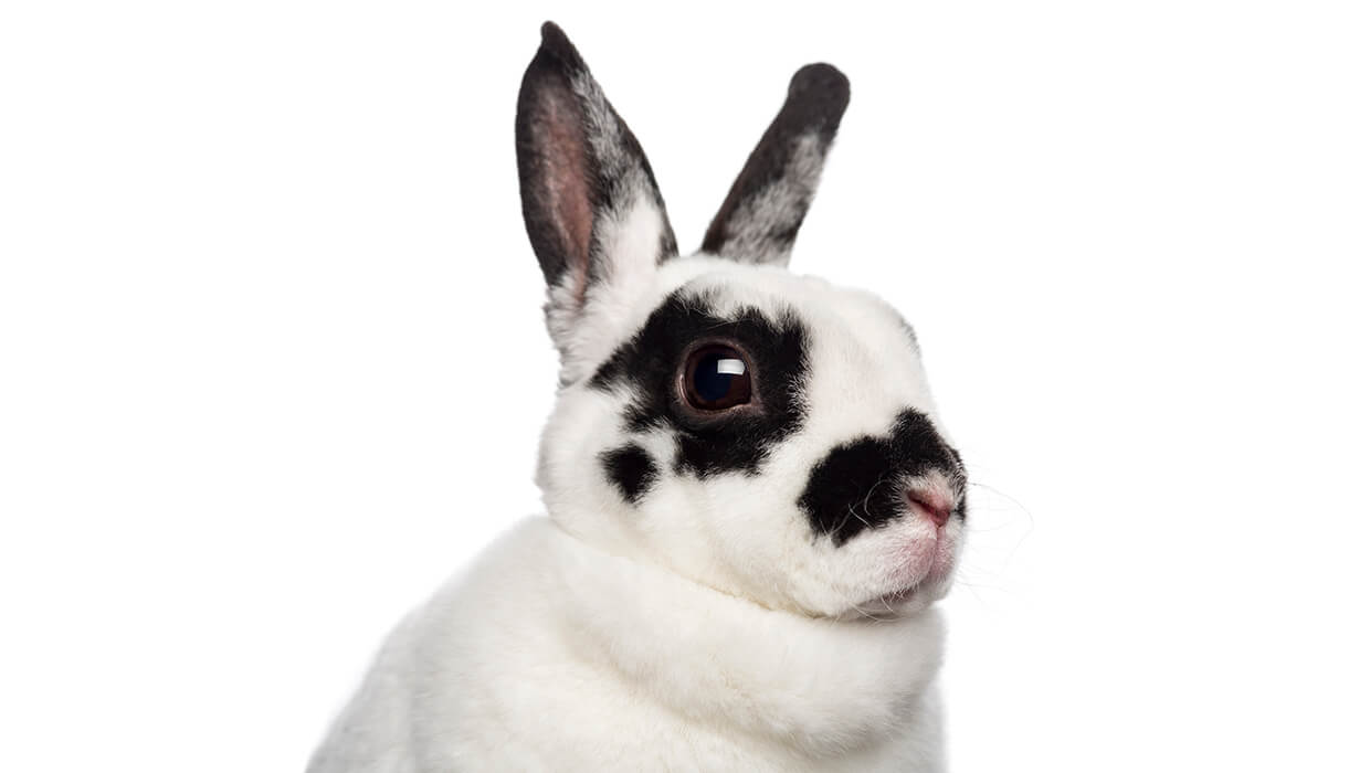 Coelho de estimação: cuidados, preço e mais - Paixão Animal, image size:1240x700