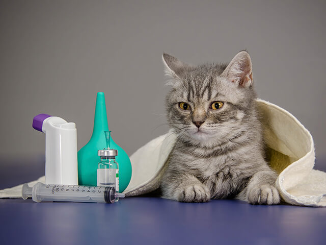 como saber se o gato está com febre alta