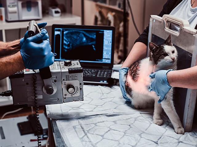 Exames - como saber se o gato está com febre