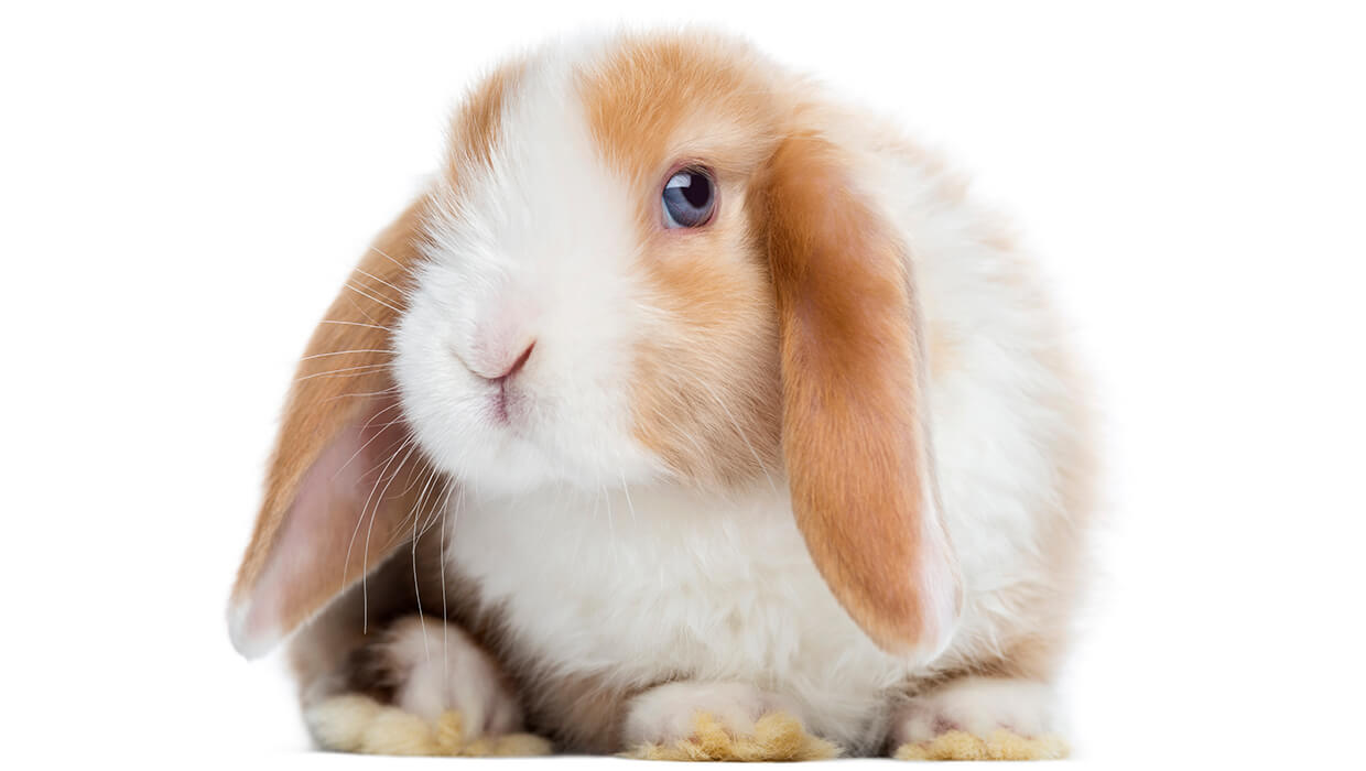 Coelho anão - Saiba tudo antes de adqurir - Paixão Animal, image size:1240x700