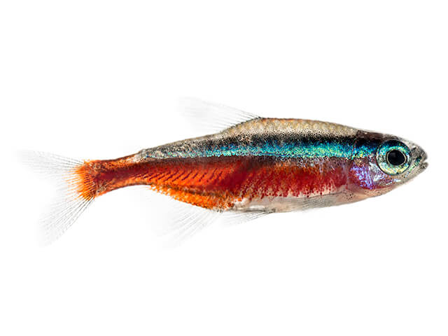 Tetra neon-tipos de peixe de aquário