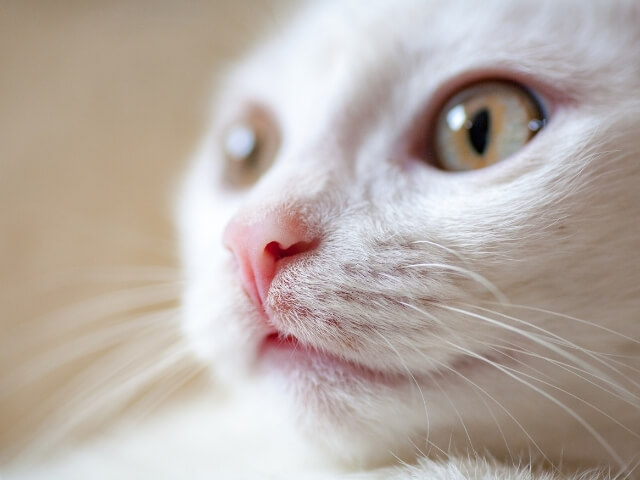 Gato Albino
