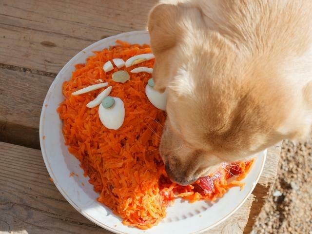 Saiba mais sobre o cachorro pode comer cenoura