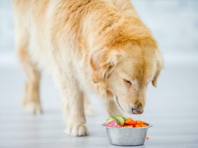Orientação médica para cachorro comer cenoura