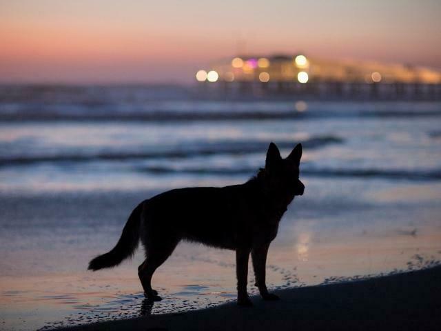 fotografia da silueta de um cão parecido com lobo