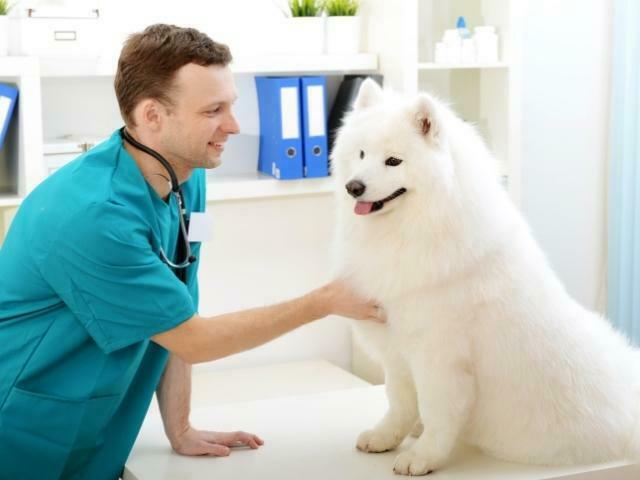 médico veterinário examinando um cão peludo e branco