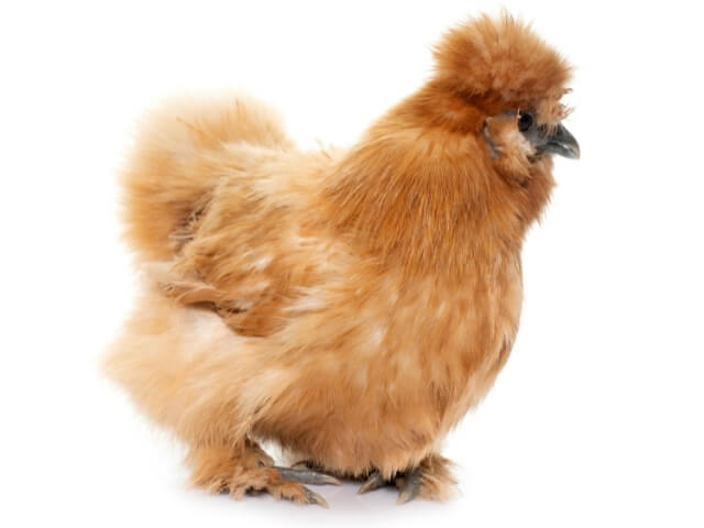 Características da galinha sedosa