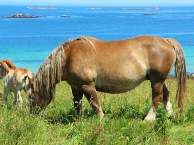 Cavalos Qualificados para os Critérios de 4, 5 e 6 Anos