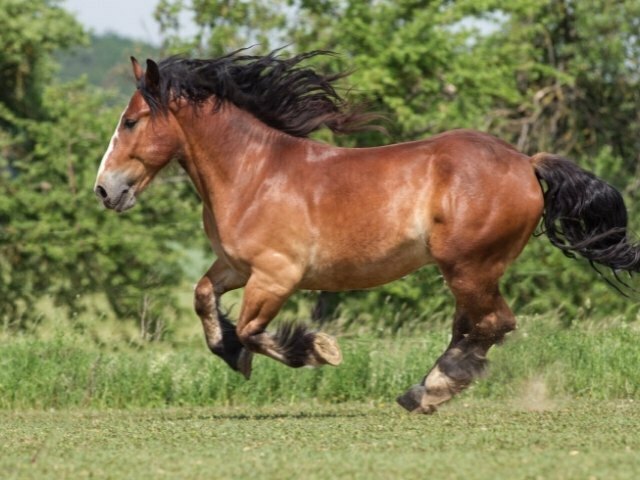 Uma das mais lindas raças de cavalos - Cavalo Bretão