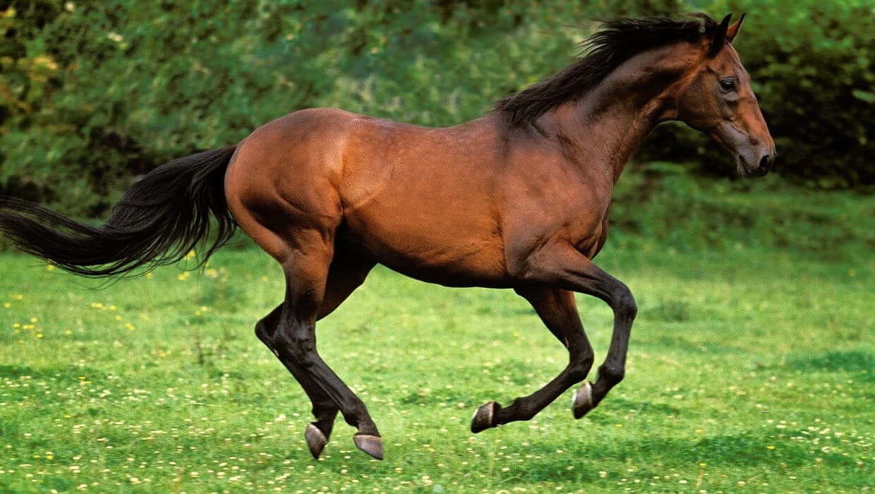 Cavalo-Puro-Sangue-Inglês
