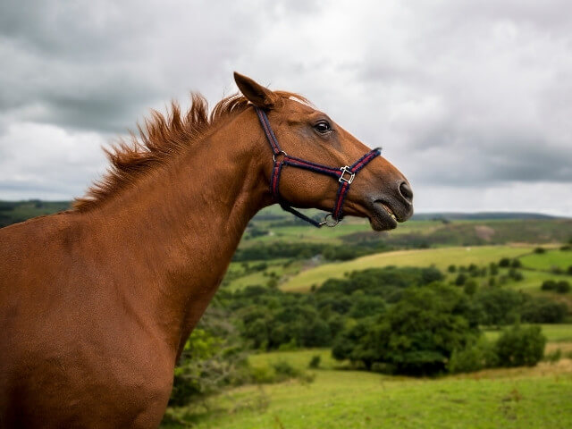 cabeça e pescoço de um Cavalo Campolina com um campo verde ao fundo