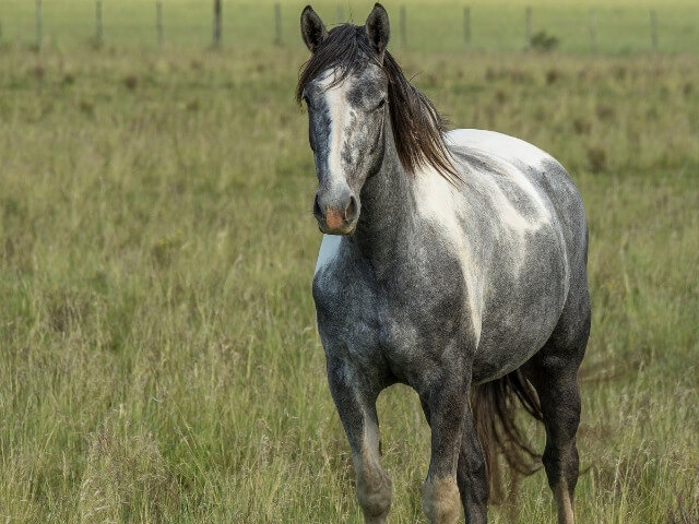 cavalo de pelagem cinza e branca em um pasto
