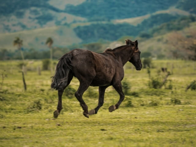 Cavalo Crioulo saltando pelo campo verde