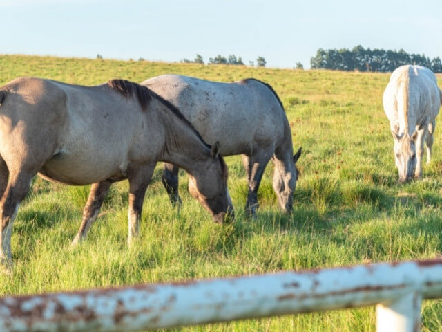 Três cavalos claros pastando em um campo amplo e verde